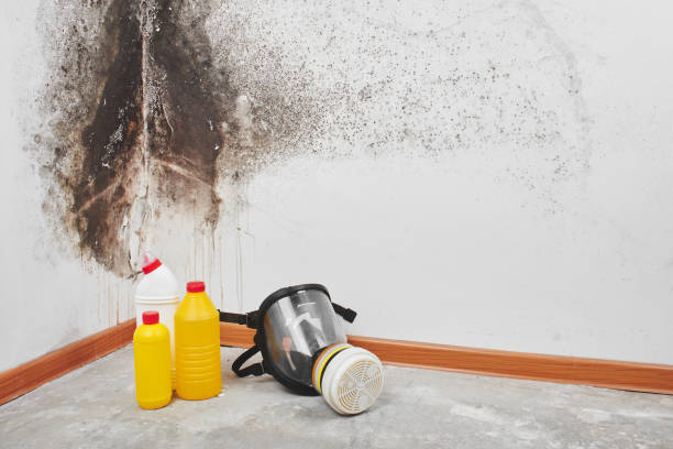 Best Best Mold Removal Companies  in Danvle, IL