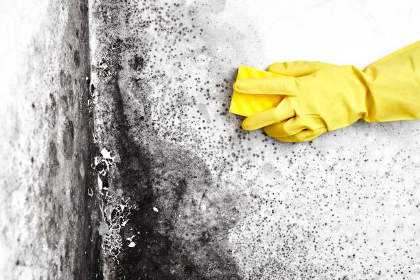 Best Local Mold Removal Service  in Danvle, IL