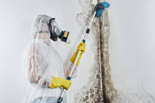 Best Mold Damage Repair  in Danvle, IL
