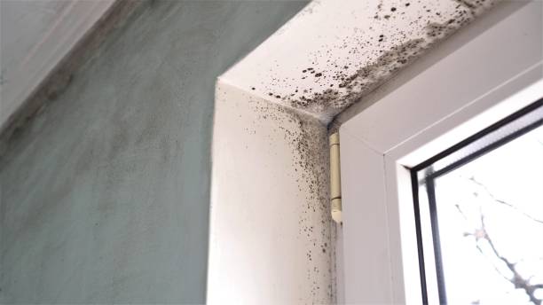 Best Toxic Mold Removal  in Danvle, IL