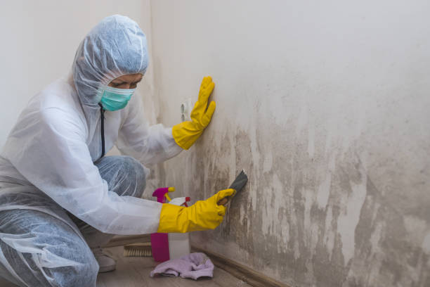 Best Professional Mold Removal  in Danvle, IL
