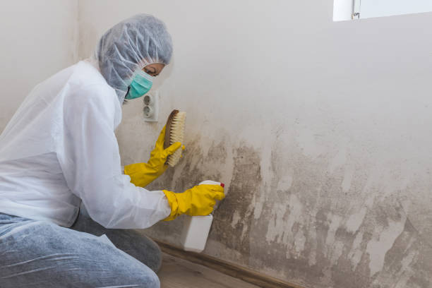 Best Mold Cleaning Services  in Danvle, IL