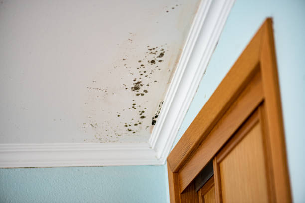 Best Best Mold Removal Companies  in Danvle, IL
