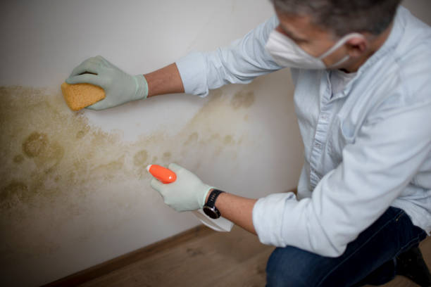 Best Emergency Mold Removal  in Danvle, IL