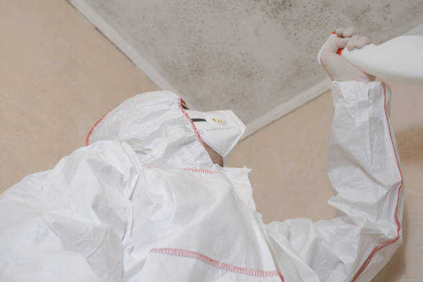 Best Mold Damage Repair  in Danvle, IL