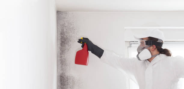 Best Toxic Mold Removal  in Danvle, IL