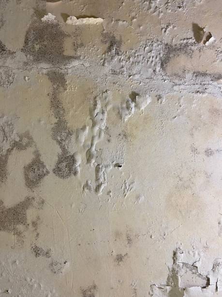 Best Water Damage Restoration  in Danvle, IL