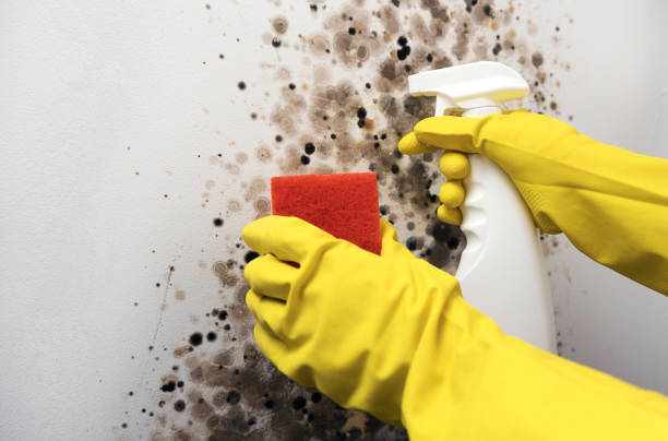 Best Water Damage Restoration  in Danvle, IL