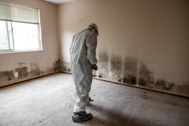 Best Mold Remediation Experts  in Danvle, IL