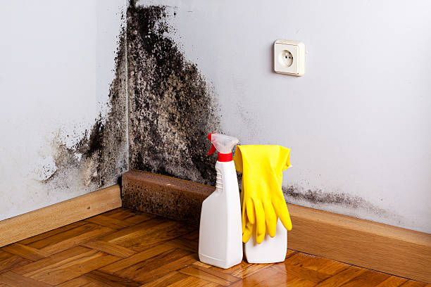 Best Affordable Mold Removal  in Danvle, IL