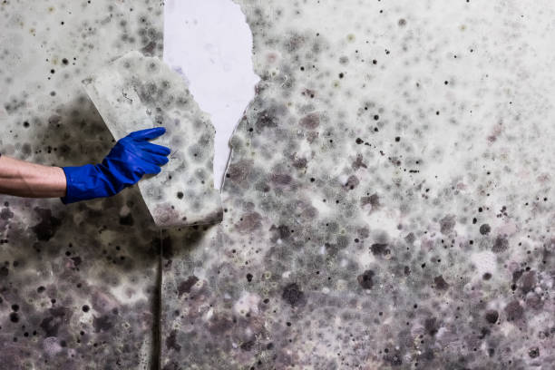 Best Local Mold Removal Service  in Danvle, IL