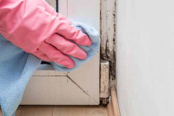 Best Black Mold Removal  in Danvle, IL