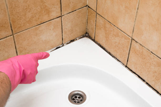 Best Mold Removal Near Me  in Danvle, IL