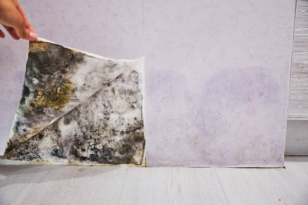 Best Emergency Mold Removal  in Danvle, IL
